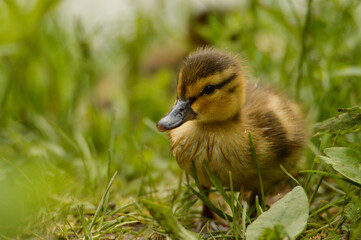 baby mallard duck
