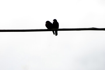 silhouette couple of birds known as dove, in a wired in Rio de Janeiro.