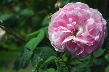 Pink rose-3
