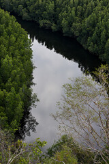 A huge natural mangrove forest in Trang, Southern Thailand.