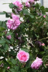 Pink roses bush