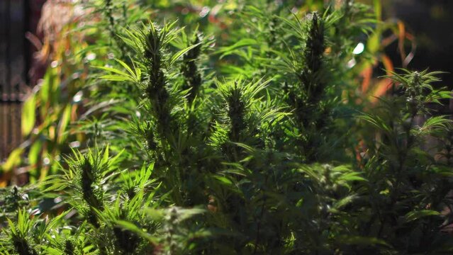 Plantation of cannabis growing in garden