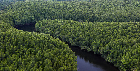 A huge natural mangrove forest in Trang, Southern Thailand.