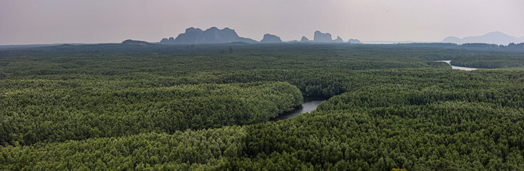 A huge natural mangrove forest in Trang, Southern Thailand.