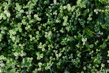 Close-up view of summer green lawn grass, microclover in sunlight