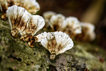 森で木に育つきのこ
