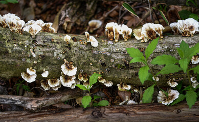 森で木に育つきのこ
