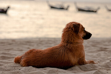 Portrait of a lively dog enjoy playing on the beach.	