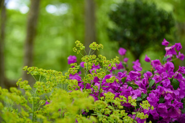 森に咲く鮮やかな花と植物