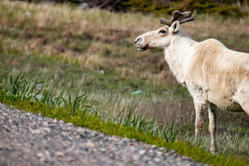 Obraz premium A caribou or reindeer on the side of the road in Newfoundland
