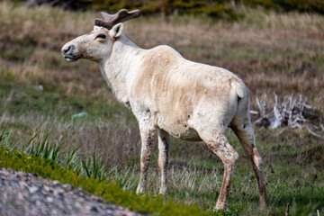 Naklejka na ściany i meble A caribou or reindeer on the side of the road in Newfoundland