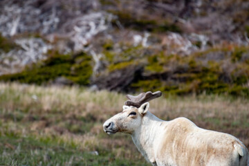 A caribou or reindeer on the side of the road in Newfoundland