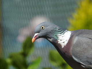 pigeons