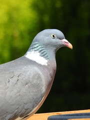 pigeons