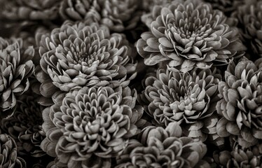 a collection of orange and yellow garden dahlia flowers being sold at a local flower market in Marbella desktop wallpaper image black and white 