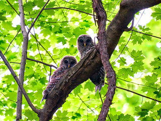 Two Owls . Barred Owl owlets Raptors on a branch. 