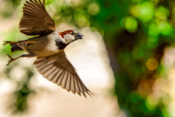 Male House Sparrow in flight with wings spread