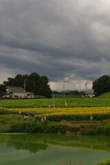 Obraz premium 田舎のひまわり畑