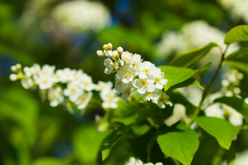 The hackberry (lat. Prunus padus), of the family Rosaceae. Central Russia.