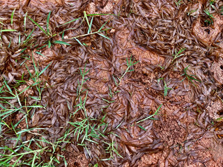 Texture : textile - soil, paving, sand used for building a house in a rural area
