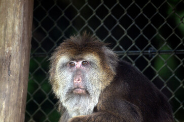 チベットモンキー