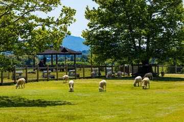 Obraz premium 滋賀県畜産技術振興センター