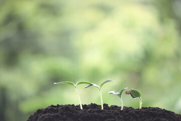 Small plant pumpkin growing