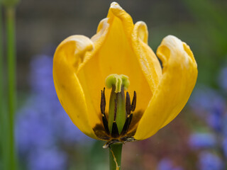 Side view of a yellow tulip head