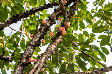 The Red Thai Figs Fruit tree in the garden of Wat Sisrathong temple, Nakhon Pathom City , Thailand