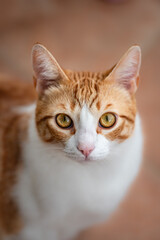 Fototapeta na wymiar Portrait of a ginger and white cat looking at the camera; blurry background