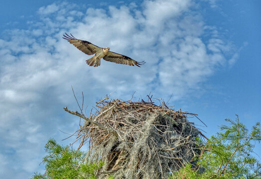 Osprey and Osprey nest