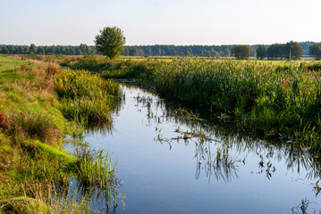Letni dzień nad starorzeczem Narwi, Podlasie, Polska