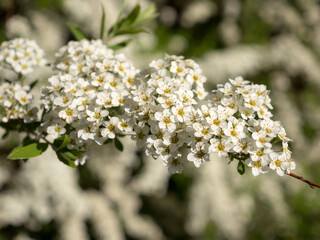branch of flowering spirea