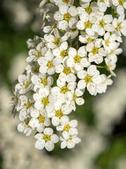 Obraz premium spirea in spring closeup
