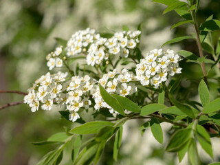 flowering spirea in spring
