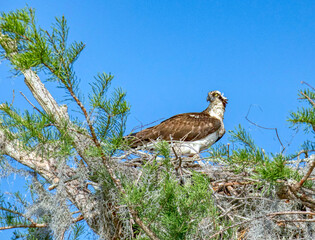 Osprey and Osprey nest