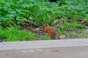 Squirrel forest mammal nature wild animal cute natural wildlife brown, from rodent autumn in curious for creature small, grass closeup. Look fall vulgaris,
