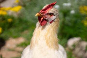 Closeup portrait of young  Lohmann Brown rooster in summer