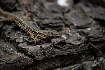 Lizard