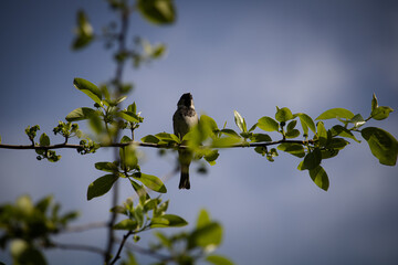 Sparrow