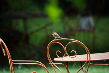 Fototapete bei efototapeten.de bestellen   