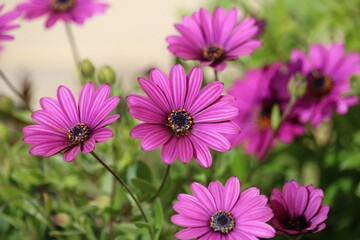 Fototapeta premium osteospermum