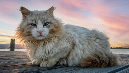 Series of close-up portraits of cats  in a lagoon. Portraits of felines with the sea in the background.