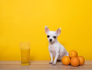 A small white Chihuahua looks at the camera while sitting next to a pyramid of oranges and a glass of freshly squeezed orange juice.