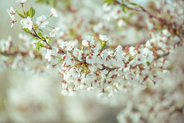 spring blossom in spring