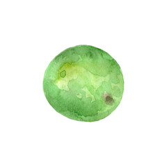 Watercolor lime set. Colored citrus fruits. High quality illustration