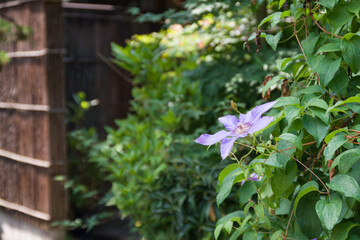 Fototapeta na wymiar テッセンの花の咲く庭
