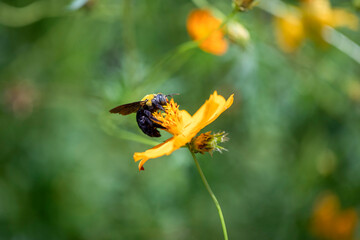 Grande abelha selvagem coletando pólen 