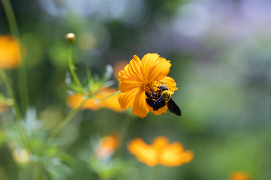 Grande abelha selvagem coletando pólen 