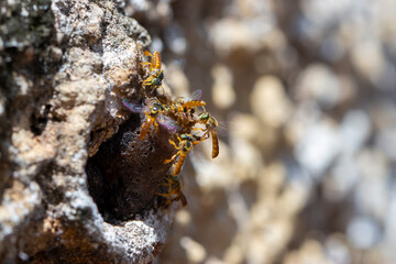 Abelhas Jatái na entrada da colmeia